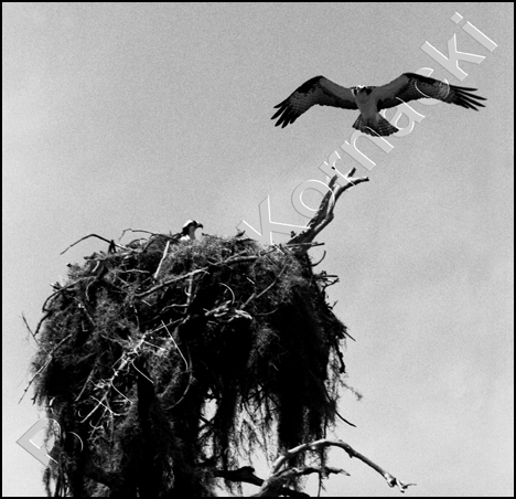 Osprey, black and white photograph