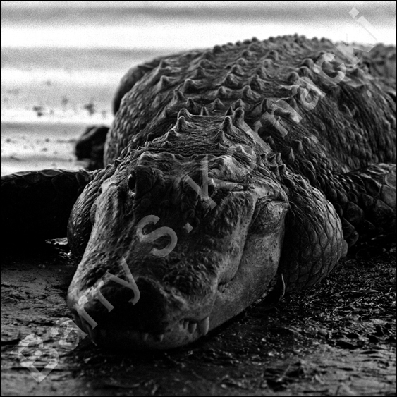 Alligator, black and white photograph