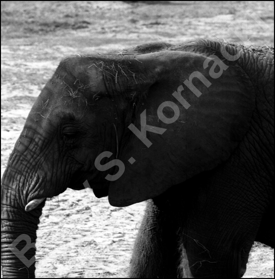 Elephant, black and white photograph