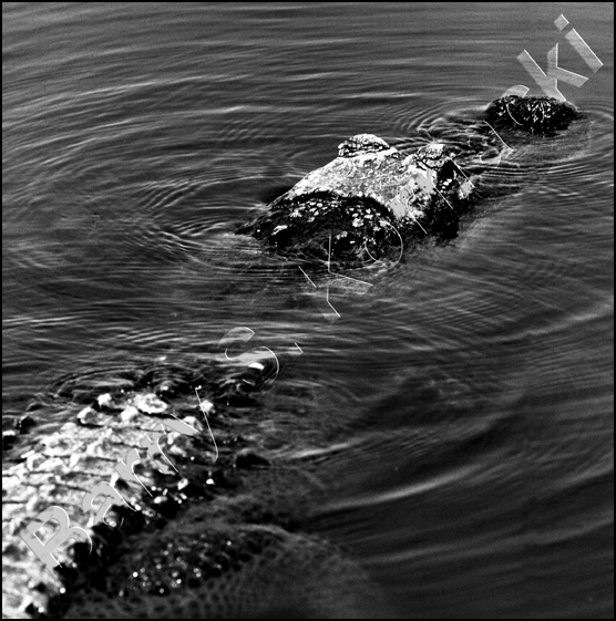 Gator, black and white photograph