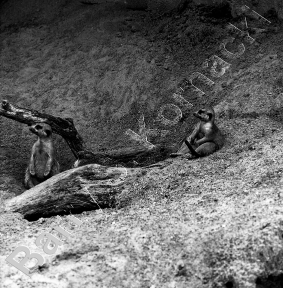 Prarie Dog, black and white photograph