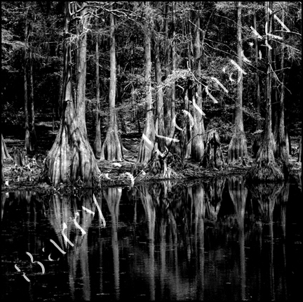 Cypress Swamp, black and white photograph