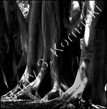 Banyan Trunk, black and white photograph