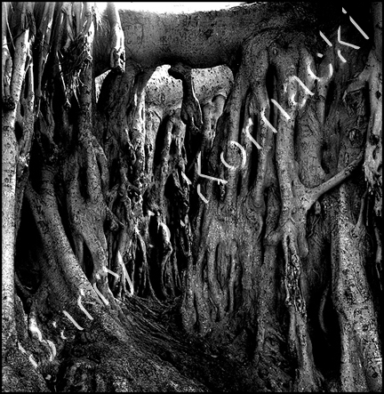 Banyan, black and white photograph