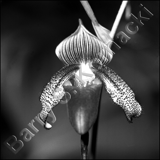 Orchid, black and white photograph