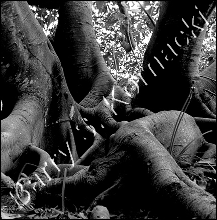 Trunks, black and white photograph